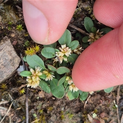 Alternanthera sp. A Flora of NSW (M. Gray 5187) J. Palmer at Bungendore, NSW - 1 Dec 2024 by clarehoneydove