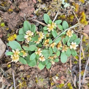 Alternanthera sp. A Flora of NSW (M. Gray 5187) J. Palmer at Bungendore, NSW - suppressed