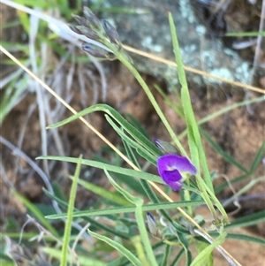 Glycine clandestina (Twining Glycine) at Bredbo, NSW by WhiteRabbit