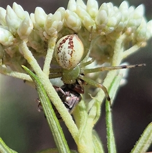 Australomisidia pilula at Bungendore, NSW - suppressed