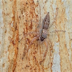 Helpis minitabunda (Threatening jumping spider) at Monga, NSW - 28 Nov 2024 by clarehoneydove