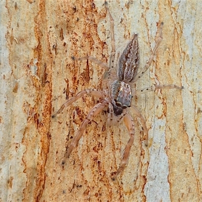 Helpis minitabunda (Threatening jumping spider) at Monga, NSW - 28 Nov 2024 by clarehoneydove