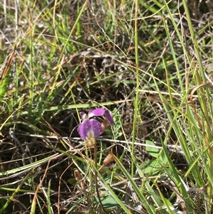 Glycine tabacina (Variable Glycine) at Bredbo, NSW by WhiteRabbit