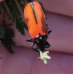 Castiarina nasuta (A jewel beetle) at Lake George, NSW - 20 Nov 2024 by clarehoneydove