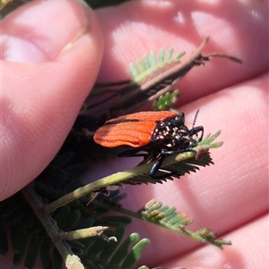 Castiarina nasuta at Lake George, NSW - 20 Nov 2024