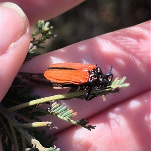 Castiarina nasuta at Lake George, NSW - 20 Nov 2024