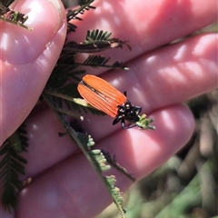 Castiarina nasuta at Lake George, NSW - 20 Nov 2024