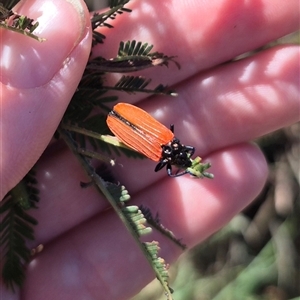 Castiarina nasuta at Lake George, NSW - 20 Nov 2024 04:56 PM