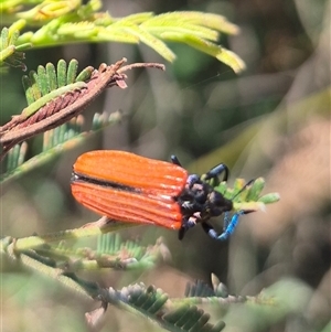 Castiarina nasuta at Lake George, NSW - 20 Nov 2024