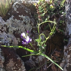 Glycine clandestina (Twining Glycine) at Bredbo, NSW - 9 Dec 2024 by WhiteRabbit