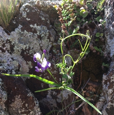 Glycine clandestina (Twining Glycine) at Bredbo, NSW - 9 Dec 2024 by WhiteRabbit