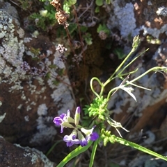 Glycine clandestina at Bredbo, NSW - 10 Dec 2024