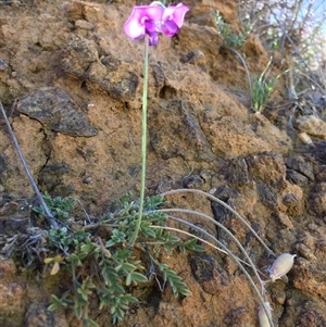 Swainsona sericea at Bredbo, NSW - 10 Dec 2024