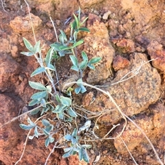 Swainsona sp. at Bredbo, NSW - 9 Dec 2024 by WhiteRabbit