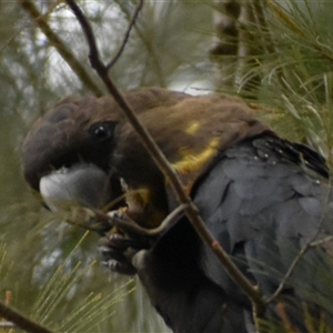 Calyptorhynchus lathami lathami at Wingello, NSW - suppressed