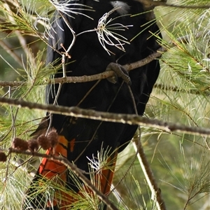 Calyptorhynchus lathami lathami at Wingello, NSW - suppressed