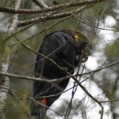 Calyptorhynchus lathami lathami at Wingello, NSW - suppressed