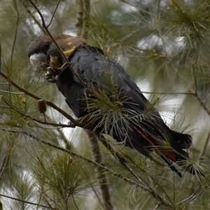 Calyptorhynchus lathami lathami at Wingello, NSW - suppressed