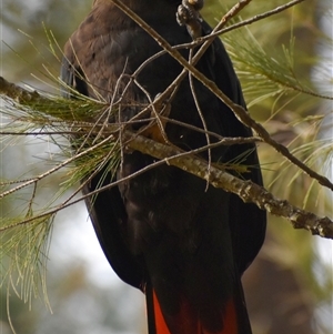 Calyptorhynchus lathami lathami at Wingello, NSW - suppressed