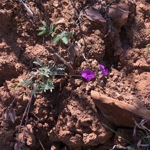 Swainsona sericea (Silky Swainson-Pea) at Bredbo, NSW by WhiteRabbit