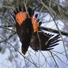 Calyptorhynchus lathami lathami (Glossy Black-Cockatoo) at Wingello, NSW - 3 Jul 2022 by GITM1