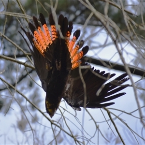 Calyptorhynchus lathami lathami at Wingello, NSW - suppressed