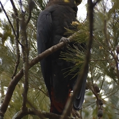 Calyptorhynchus lathami lathami at Wingello, NSW - suppressed