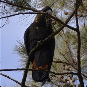 Calyptorhynchus lathami lathami at Wingello, NSW - suppressed