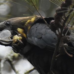 Calyptorhynchus lathami lathami at Wingello, NSW - suppressed