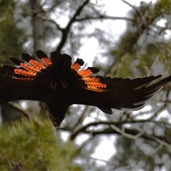 Calyptorhynchus lathami lathami at Wingello, NSW - suppressed