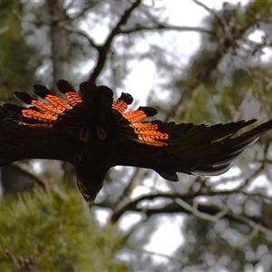 Calyptorhynchus lathami lathami at Wingello, NSW - suppressed