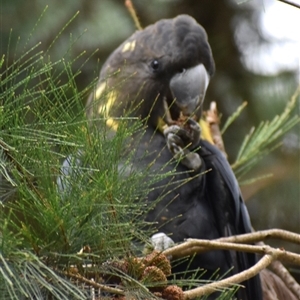 Calyptorhynchus lathami lathami at Wingello, NSW - 21 Jan 2023