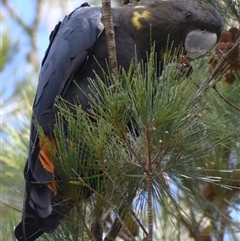 Calyptorhynchus lathami lathami at Wingello, NSW - 21 Jan 2023