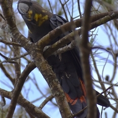 Calyptorhynchus lathami lathami at Wingello, NSW - 21 Jan 2023