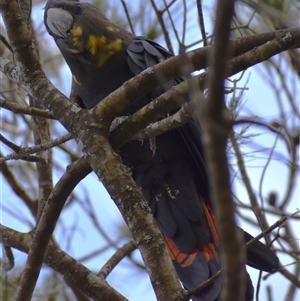 Calyptorhynchus lathami lathami at Wingello, NSW - 21 Jan 2023