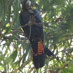 Calyptorhynchus lathami lathami at Wingello, NSW - suppressed