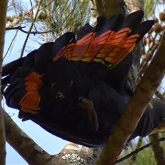 Calyptorhynchus lathami lathami at Wingello, NSW - 21 Jan 2023