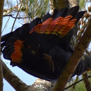 Calyptorhynchus lathami lathami at Wingello, NSW - 21 Jan 2023