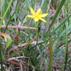 Hypoxis hygrometrica var. villosisepala (Golden Weather-grass) at Black Rock, VIC - 6 Dec 2016 by JasonPStewartNMsnc2016