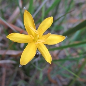 Hypoxis hygrometrica var. villosisepala at Black Rock, VIC - suppressed