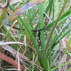 Hypoxis hygrometrica var. villosisepala at Black Rock, VIC - suppressed