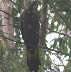 Calyptorhynchus lathami lathami (Glossy Black-Cockatoo) at Fitzroy Falls, NSW - 26 Jan 2021 by GITM1