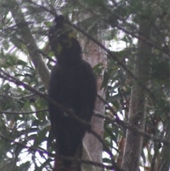 Calyptorhynchus lathami lathami at Fitzroy Falls, NSW - suppressed