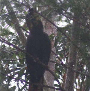 Calyptorhynchus lathami lathami at Fitzroy Falls, NSW - suppressed