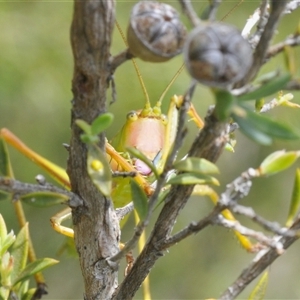 Terpandrus sp. (genus) at Yarralumla, ACT by Harrisi