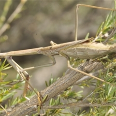 Archimantis latistyla (Stick Mantis, Large Brown Mantis) at Yarralumla, ACT - 7 Dec 2024 by Harrisi