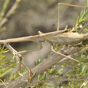 Archimantis sp. (genus) at Yarralumla, ACT by Harrisi