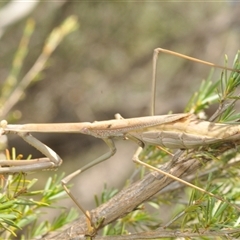 Archimantis latistyla at Yarralumla, ACT - 7 Dec 2024 12:14 PM