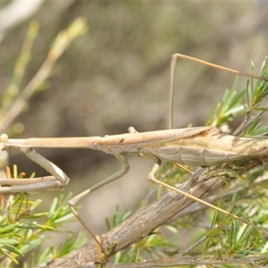 Archimantis latistyla at Yarralumla, ACT - 7 Dec 2024 12:14 PM