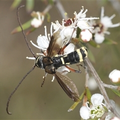 Hesthesis plorator (A longhorn beetle) at Karabar, NSW - 10 Dec 2024 by Harrisi